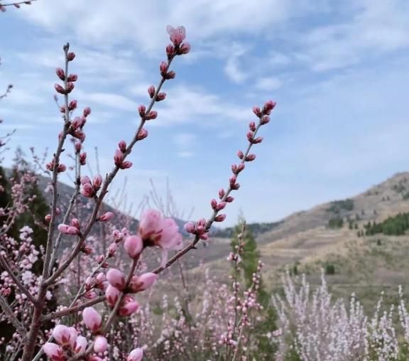 青州王墳上稍村踏青賞花，赴一場桃花之約~