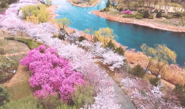 漫步｜濰坊浞河櫻花大道~