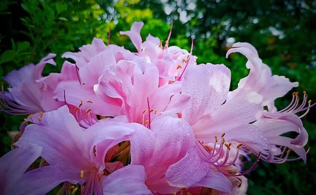 青州偶園石蒜花開，陌上花開在彼岸