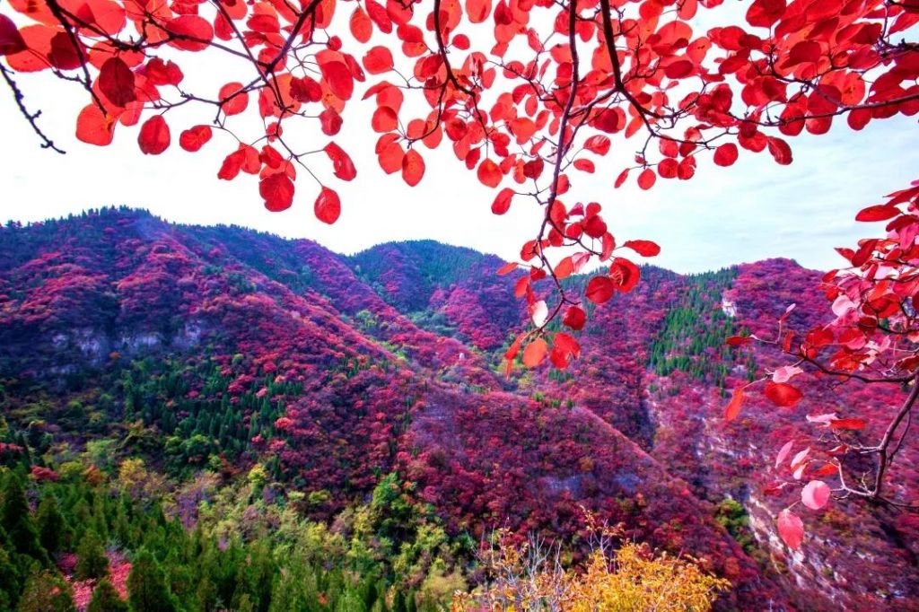 仰天山的紅葉來了