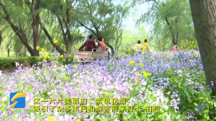 青州彌河國家濕地公園 二月蘭怒放盛開變成“紫色花海”