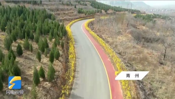 十里春風 約你到青州一起賞千米連翹