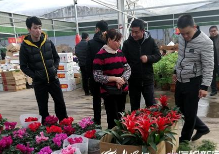 青州：年宵花帶熱市場 高檔盆花量價雙增