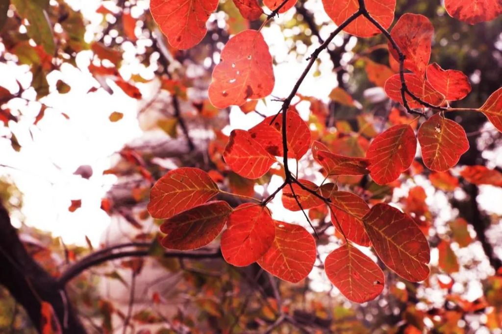 石門坊紅葉開始潑紅嵌黛啦！