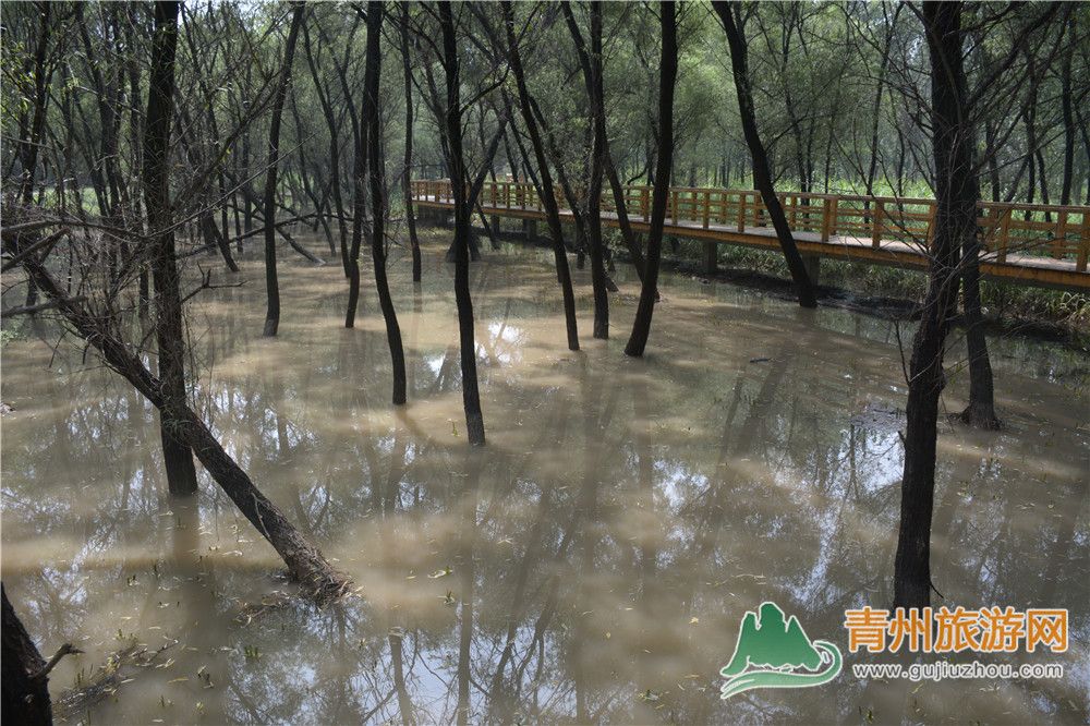 青州沼澤公園有水了
