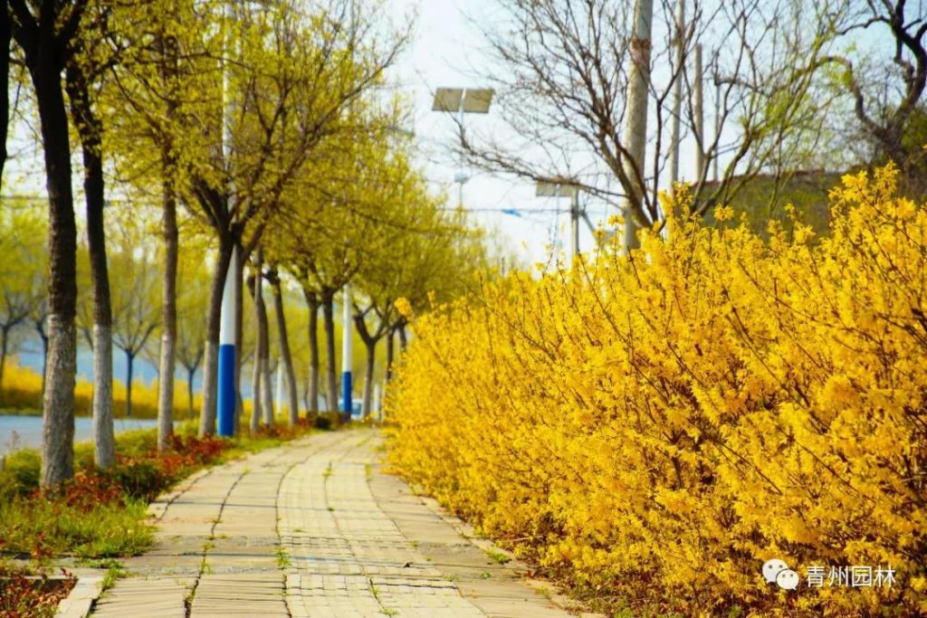 青州：燦燦金黃鑲海岱