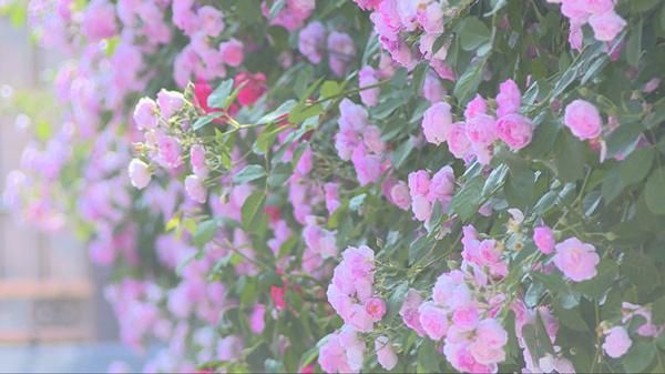 青州市：月季 薔薇花開迎夏來