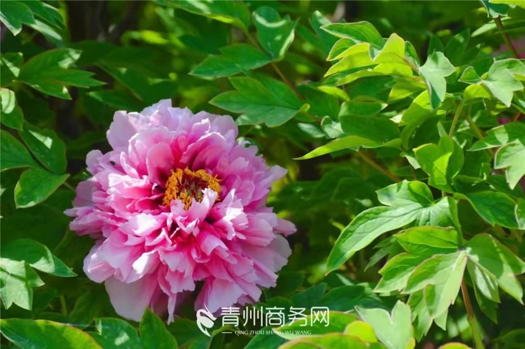 青州去哪玩？這6個地方青州必去~