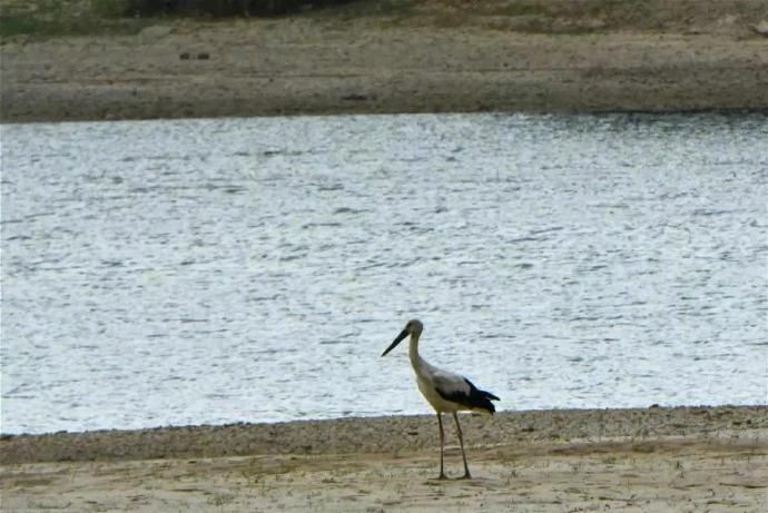 青州彌河濕地公園發現鳥中大熊貓