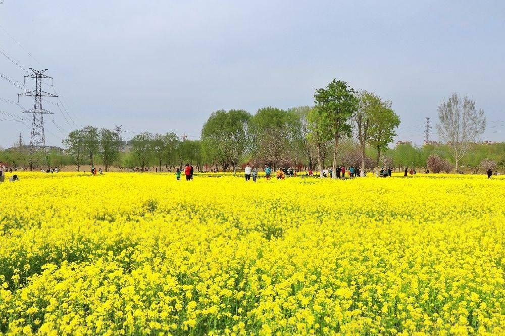 濰坊醉四月，淡雅柔黃，虞舜公園油菜花等你來 ！