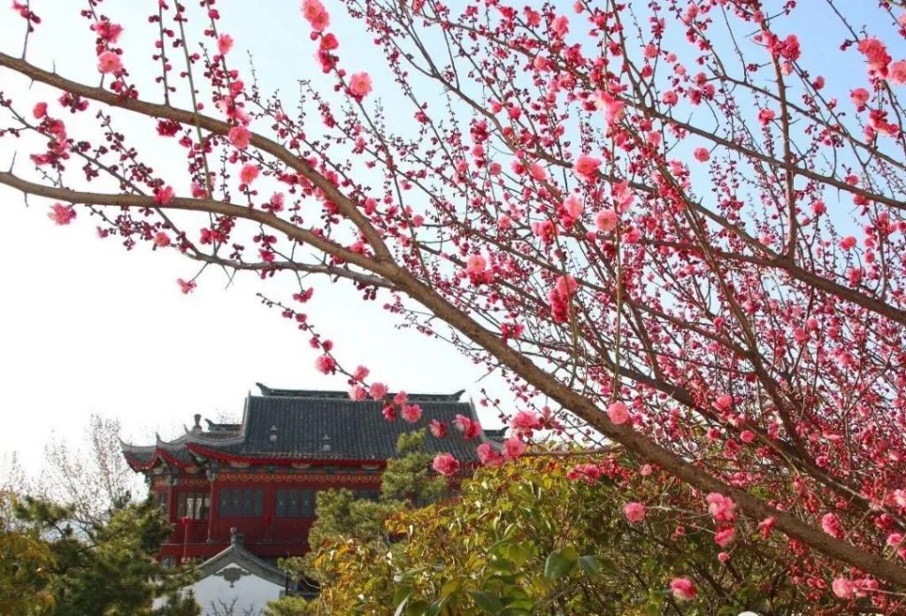 梅香如故！毓璜頂公園杏梅綻放啦 | 云游煙臺
