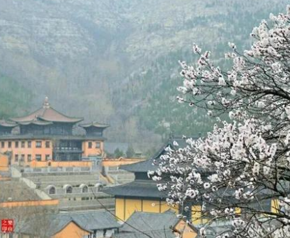 杏花疏影，廣福寺里的雅致與清幽~