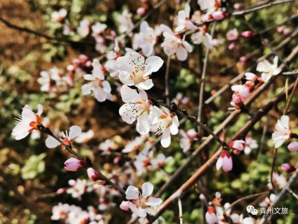 范公亭：滿園深淺色，照在綠波中
