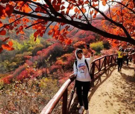 青州天賜山景區紅葉漸入最佳觀賞期