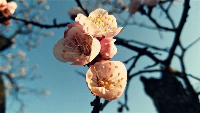 這片杏花山，流連忘返