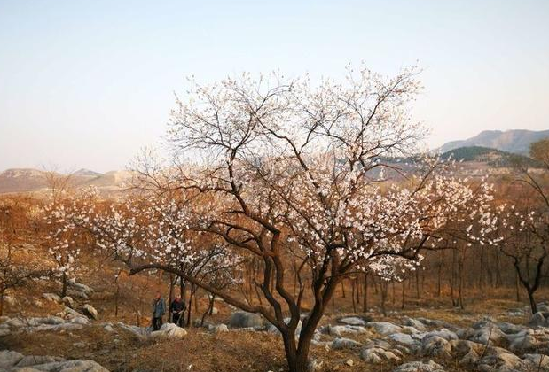 青州王府莊園：春日游，杏花滿頭