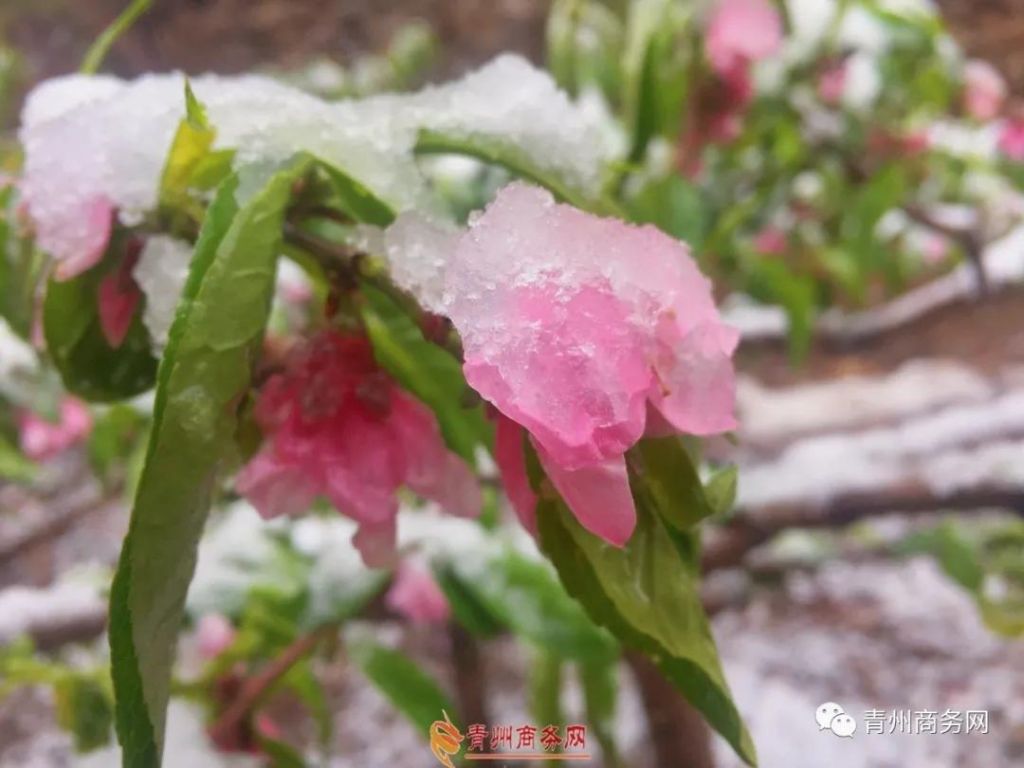 青州遭遇倒春寒，鵝毛大雪“襲擊”青州