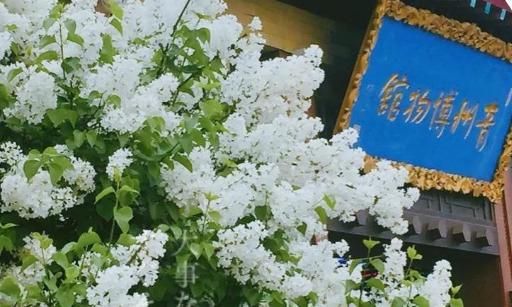 這個“五一”假期的青州市博物館參觀指南，請收好！
