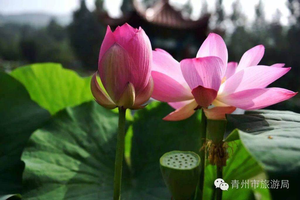 青州這個(gè)露天果園太棒了！摘蟠桃、看荷花，不來就虧了！
