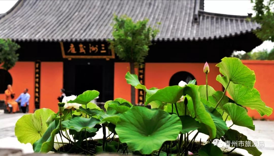 即將到來的炎炎夏日，云欣賞青州廣福寺蓮花吧~