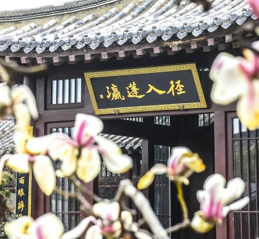 探春、賞花、做游戲…山東這座免費的古城正在上演醉人“花事”！ 