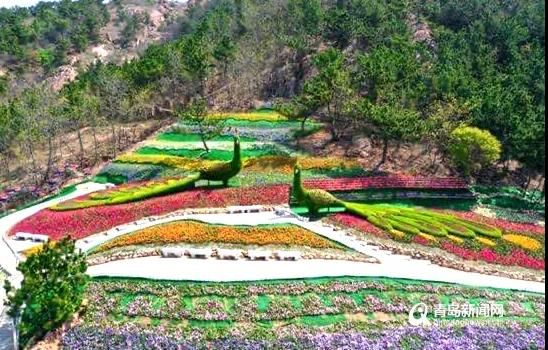 青島花博會4月28日啟幕，五月底前，60萬盆奇花異植免費賞