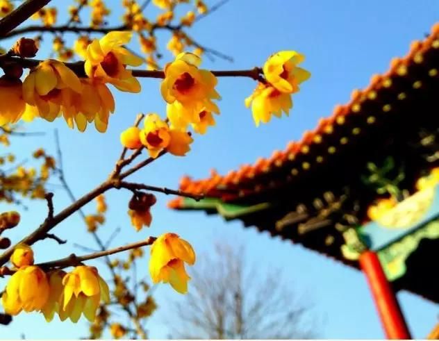 當春日里的花兒，邂逅青州古樸雅致的建筑…